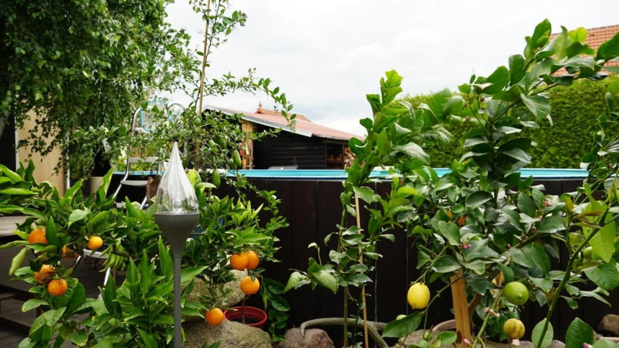Pension Limone Ferienwohnung 1 Neu Lindenberg エクステリア 写真